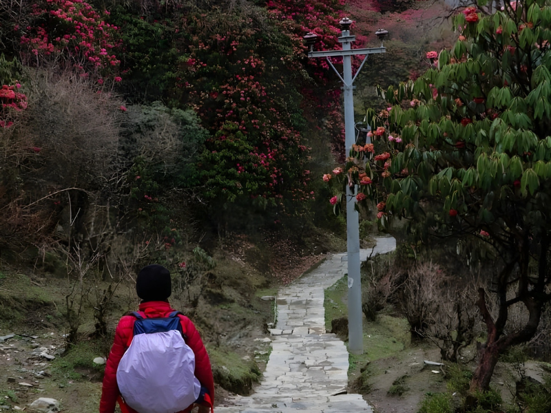 Ghorepani Poonhill