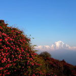 Ghorepani Poon Hill