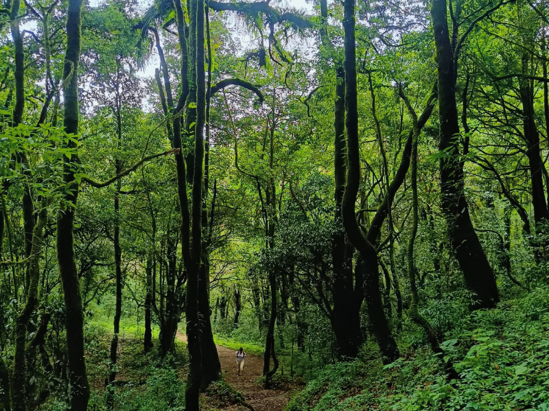 Hiking Trail