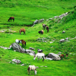 Khaptad National Park