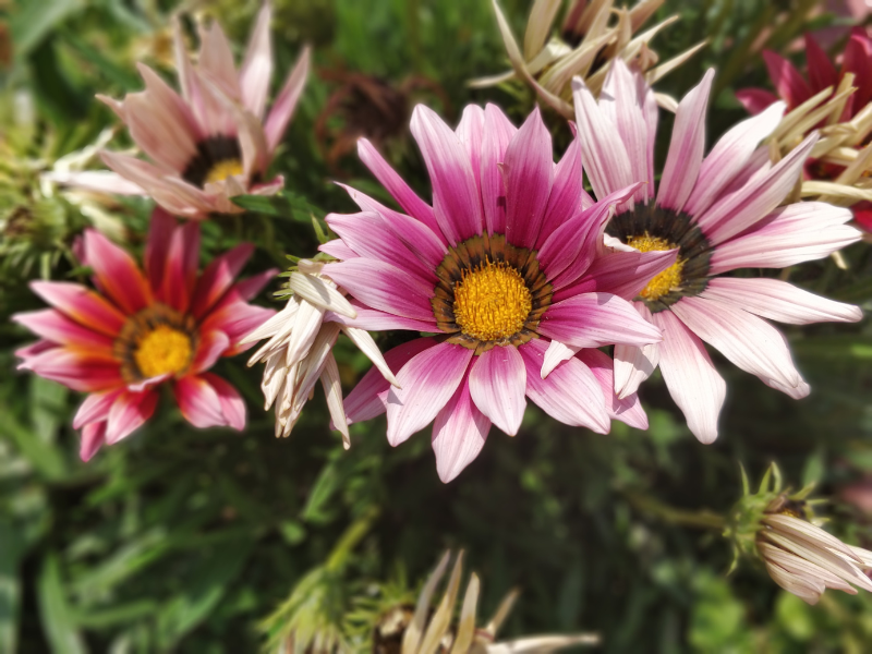 Godawari Flowers