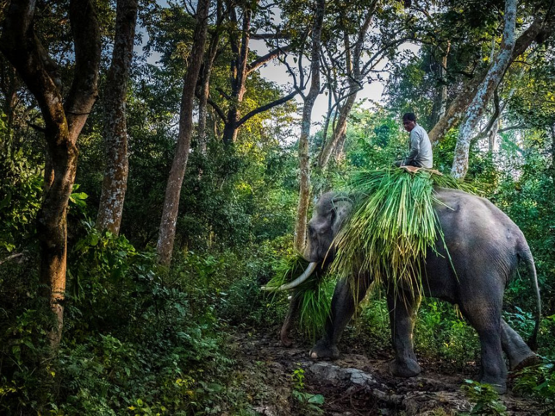 Chitwan National Park 