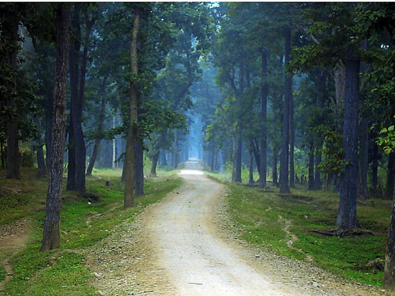 Jungle Safari in Bardia National Park