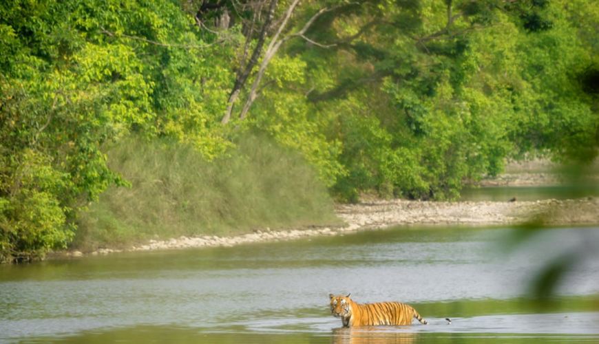 Bardia National Park: Where Wildlife Meets Adventure