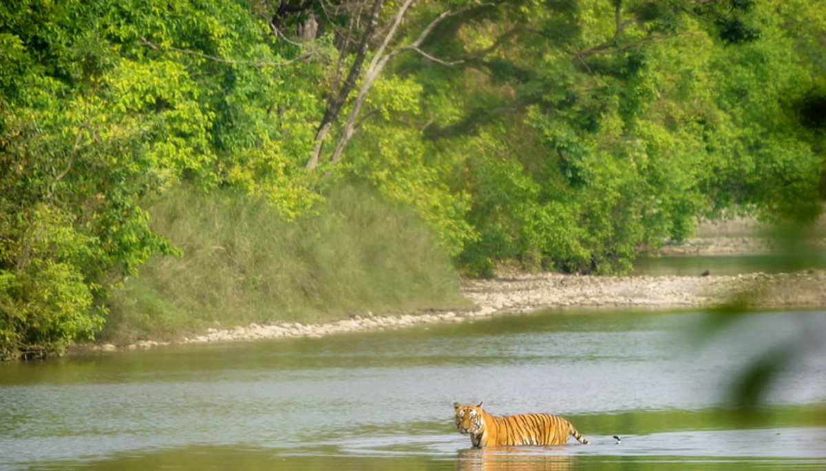 Bardia National Park: Where Wildlife Meets Adventure