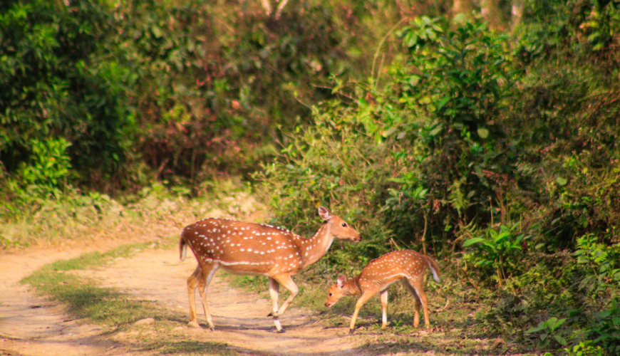 The Ultimate Guide: Explore Chitwan National Park