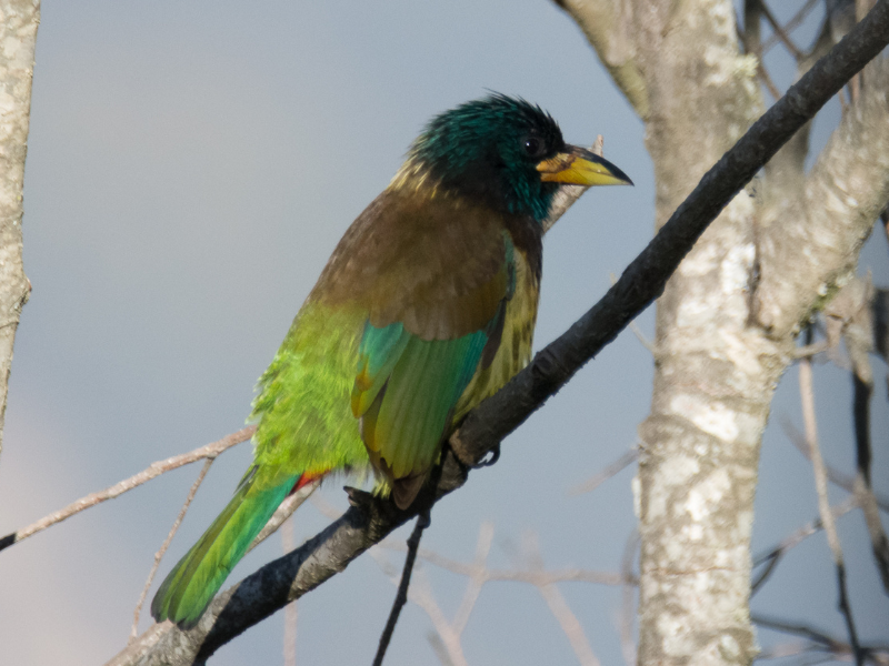 Great Barbet